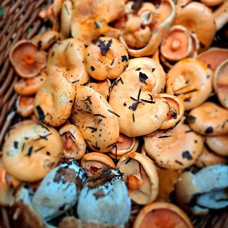 U Pana Boga Za Piecem - Domki W Gorach, Beskidy, Zywiec Hébergement de vacances