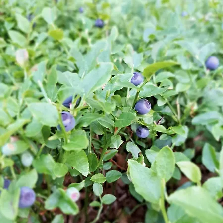 Hébergement de vacances U Pana Boga Za Piecem - Domki W Gorach, Beskidy, Zywiec